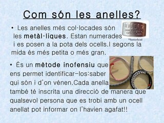 Com són les anelles? ,[object Object],[object Object],[object Object],[object Object],[object Object],[object Object],[object Object],[object Object],[object Object],[object Object],*Semioficial 