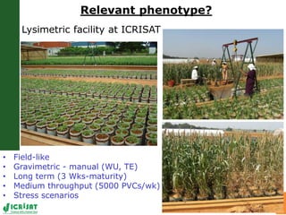 LeasyScan: A novel concept combining 3D imaging and lysimetry for hi-throughput phenotyping of traits controlling plant water budget