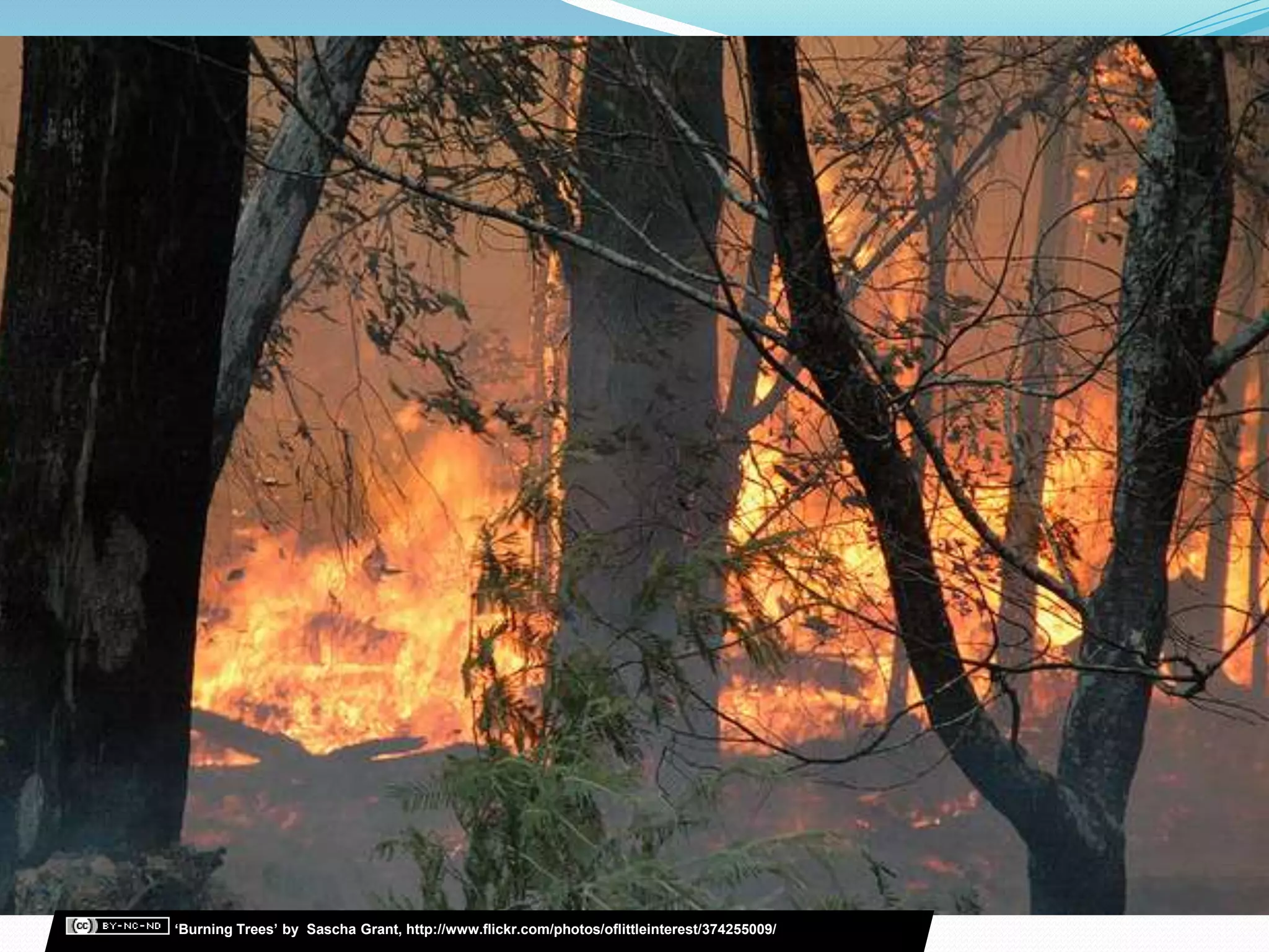 ‘Burning Trees’ by Sascha Grant, http://www.flickr.com/photos/oflittleinterest/374255009/
 