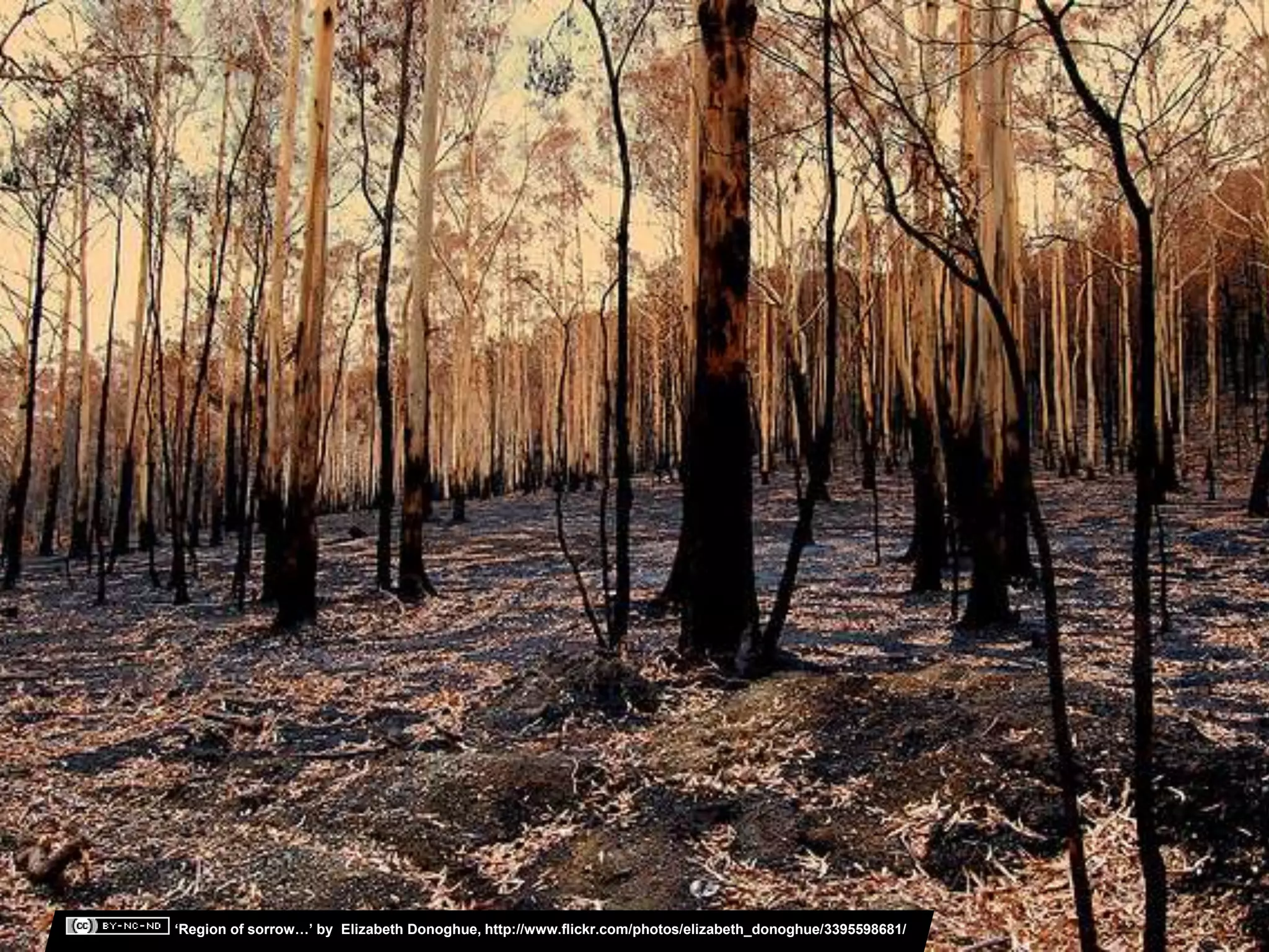 ‘Region of sorrow…’ by Elizabeth Donoghue, http://www.flickr.com/photos/elizabeth_donoghue/3395598681/
 