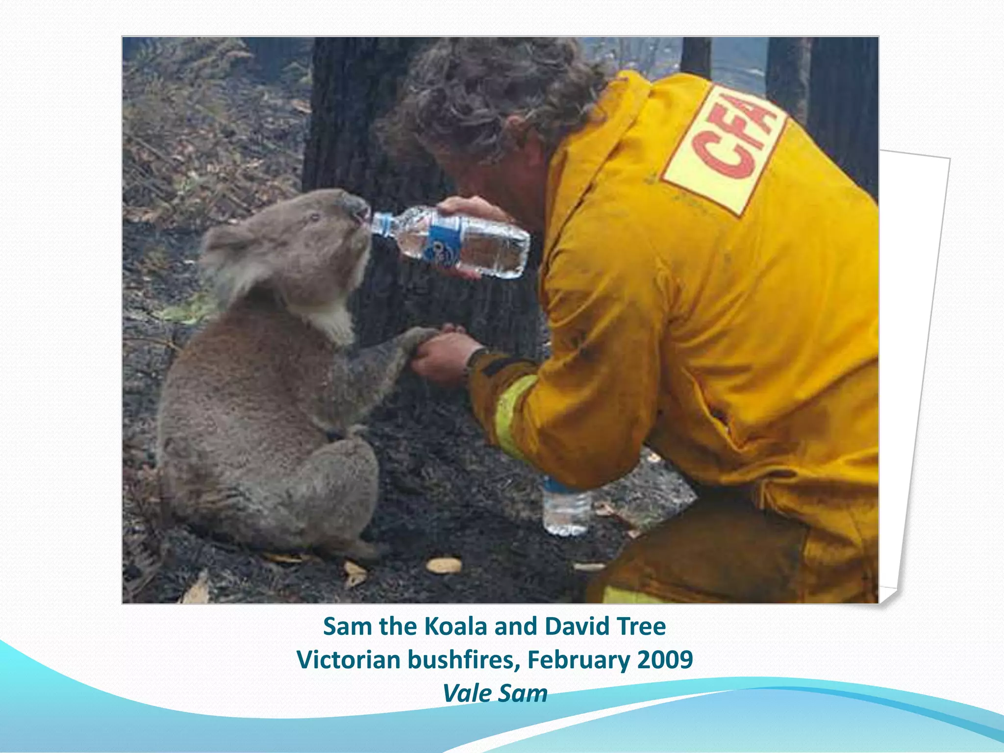 Sam the Koala and David Tree
Victorian bushfires, February 2009
            Vale Sam
 