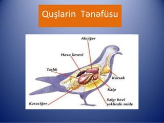 Quşlarin Tənəfüsu
 