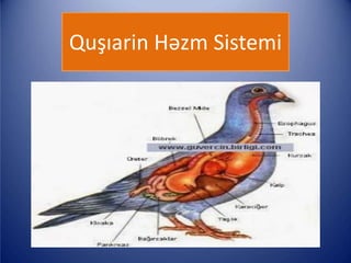 Quşıarin Həzm Sistemi
 