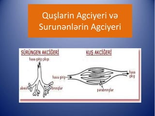 Quşlarin Agciyeri və
Surunənlərin Agciyeri
 