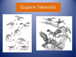 Quşlarin Təkamülü
 