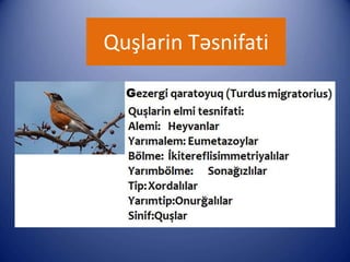 Quşlarin Təsnifati
 