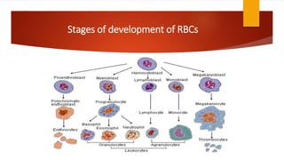 Development Of Rbc New_Microsoft_PowerPoint_Presentation_(2).pptx