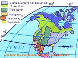 Các thảm thực vật theo hướng kinh tuyến ở Bắc Mỹ
 
