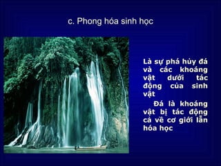 c. Phong hóa sinh học



                  Là sự phá hủy đá
                  và các khoáng
                  vật   dưới    tác
                  động của sinh
                  vật
                     Đá là khoáng
                  vật bị tác động
                  cả về cơ giới lẫn
                  hóa học
 