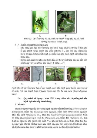 Hình 35: (A) Ấu trùng bọ xít xanh hại thanh long; (B) Bọ xít xanh
trưởng thành hại thanh long.
2.13. Tuyến trùng (Medoilog...