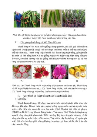 Hình 10: (A) Vườn thanh long có thể được dùng làm giống; (B) Hom thanh long
chuẩn bị trồng; (C) Hom thanh long được trồng ...