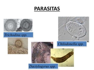 PARASITAS
Chilodonella spp.
Trichodina spp.
Dactylogyrus spp.
 