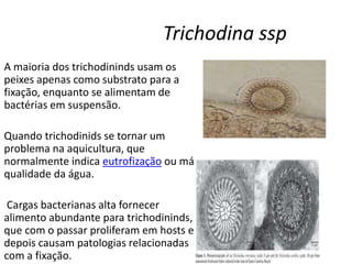 A maioria dos trichodininds usam os
peixes apenas como substrato para a
fixação, enquanto se alimentam de
bactérias em suspensão.
Quando trichodinids se tornar um
problema na aquicultura, que
normalmente indica eutrofização ou má
qualidade da água.
Cargas bacterianas alta fornecer
alimento abundante para trichodininds,
que com o passar proliferam em hosts e
depois causam patologias relacionadas
com a fixação.
Trichodina ssp
 