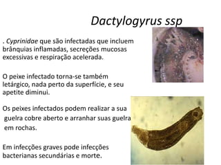Dactylogyrus ssp
. Cyprinidae que são infectadas que incluem
brânquias inflamadas, secreções mucosas
excessivas e respiração acelerada.
O peixe infectado torna-se também
letárgico, nada perto da superfície, e seu
apetite diminui.
Os peixes infectados podem realizar a sua
guelra cobre aberto e arranhar suas guelras
em rochas.
Em infecções graves pode infecções
bacterianas secundárias e morte.
 