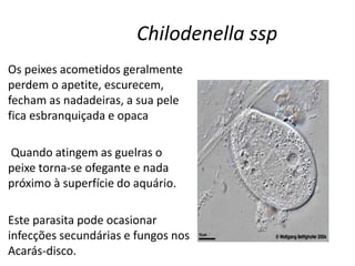 Chilodenella ssp
Os peixes acometidos geralmente
perdem o apetite, escurecem,
fecham as nadadeiras, a sua pele
fica esbranquiçada e opaca
Quando atingem as guelras o
peixe torna-se ofegante e nada
próximo à superfície do aquário.
Este parasita pode ocasionar
infecções secundárias e fungos nos
Acarás-disco.
 