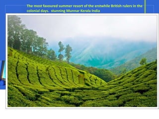 The most favoured summer resort of the erstwhile British rulers in the colonial days.  stunning Munnar Kerala India 
