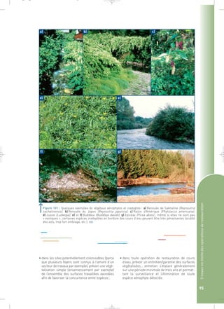 a) 
b) c) 
d) e) 
f) g) 
Travaux en limite des opérations de restauration 
95 
Figure 101 : Quelques exemples de végétaux xénophytes et inadaptés : a) Renouée de Sakhaline (Reynoutria 
sachalinensis). b) Renouée du Japon (Reynoutria japonica). c) Raisin d’Amérique (Phytolacca americana). 
d) Jussie (Ludwigia). e) et f) Buddleia (Buddleja davidii). g) Epicéas (Picea abies) ; même si elles ne sont pas 
« exotiques », certaines espèces inadaptées en bordure des cours d’eau peuvent être très pénalisantes (acidité 
des sols, trop fort ombrage, etc.).` 
• dans les sites potentiellement colonisables (parce 
que plusieurs foyers sont connus à l’amont d’un 
secteur de travaux par exemple), prévoir une végé-talisation 
simple (ensemencement par exemple) 
de l’ensemble des surfaces travaillées exondées 
afin de favoriser la concurrence entre espèces ; 
• dans toute opération de restauration de cours 
d’eau, prévoir un entretien/garantie des surfaces 
végétalisées ; entretien s’étalant généralement 
sur une période minimale de trois ans et permet-tant 
la surveillance et l’élimination de toute 
espèce xénophyte détectée. 
_ _ g 
 