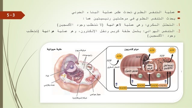 احياء 3 مقررات الوحدة الخامسة الدرس الثالث