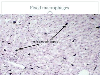 Fixed macrophages
 