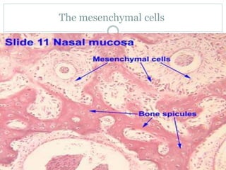 The mesenchymal cells
 