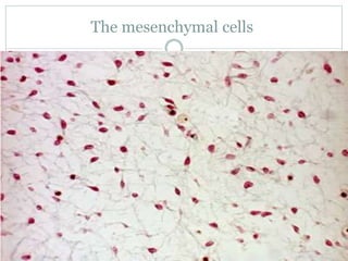 The mesenchymal cells
 