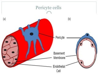 Pericyte cells
 