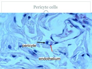 Pericyte cells
 