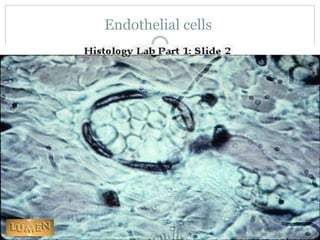 Endothelial cells
 