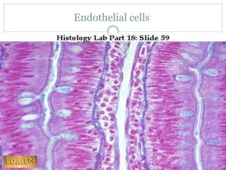 Endothelial cells
 