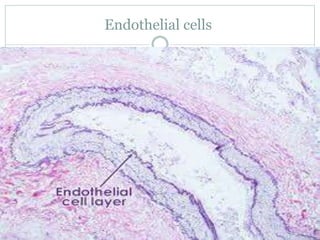 Endothelial cells
 