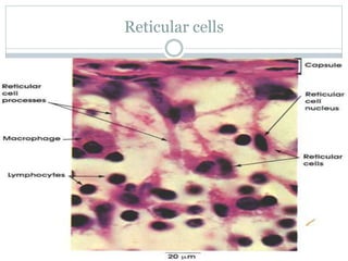 Reticular cells
 