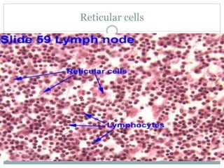 Reticular cells
 