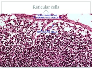 Reticular cells
 