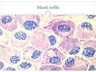 Mast cells
 