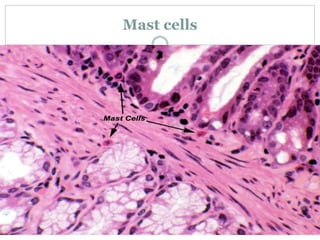 Mast cells
 