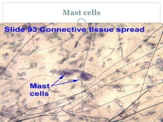 Mast cells
 