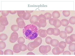 Eosinophiles
 