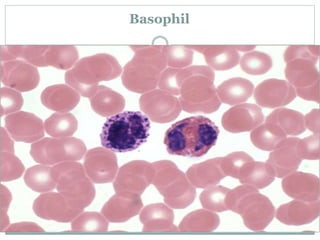 Basophil
 