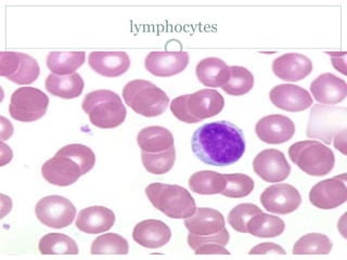lymphocytes
 