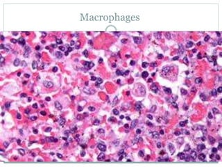 Macrophages
 
