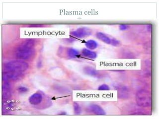 Plasma cells
 