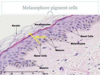 Melanophore pigment cells
 