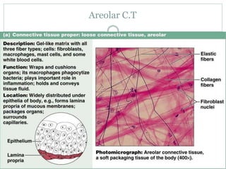 Areolar C.T
 