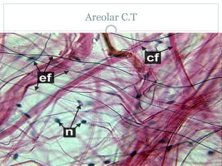 Areolar C.T
 