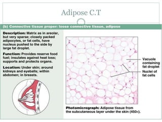 Adipose C.T
 
