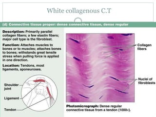 White collagenous C.T
 