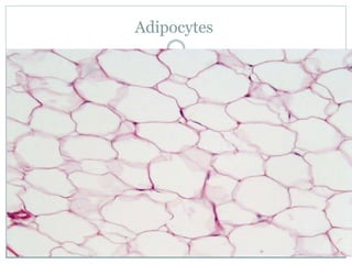 Adipocytes
 