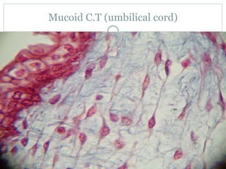 Mucoid C.T (umbilical cord)
 