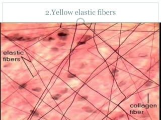 2.Yellow elastic fibers
 