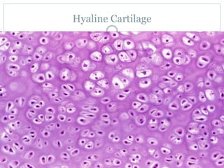 Hyaline Cartilage
 